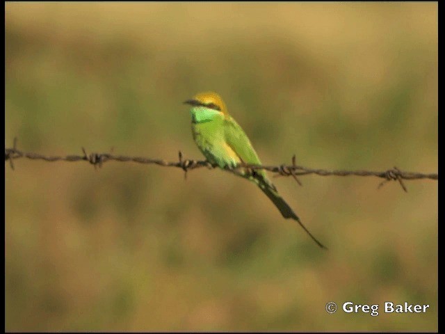 Asian Green Bee-eater - ML201798571