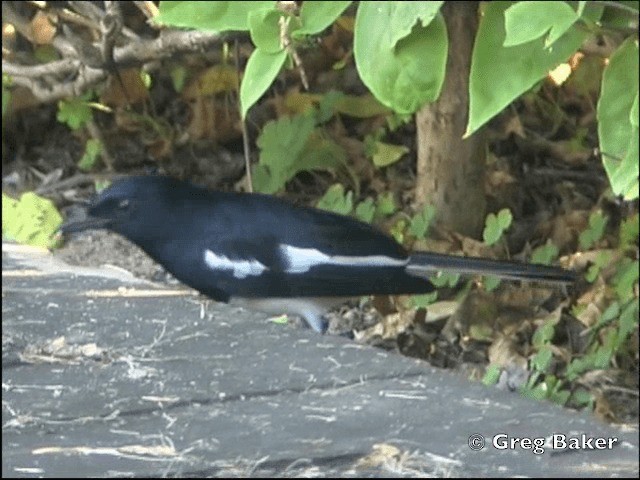 Oriental Magpie-Robin (Oriental) - ML201798611