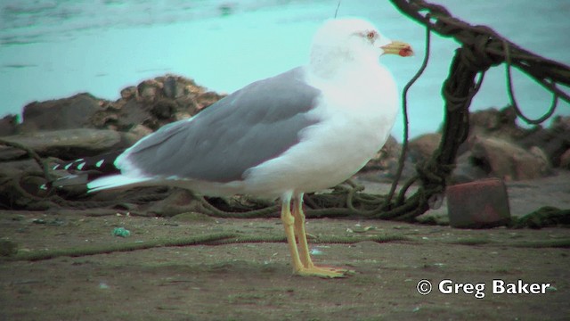 Yellow-legged Gull (michahellis) - ML201798841