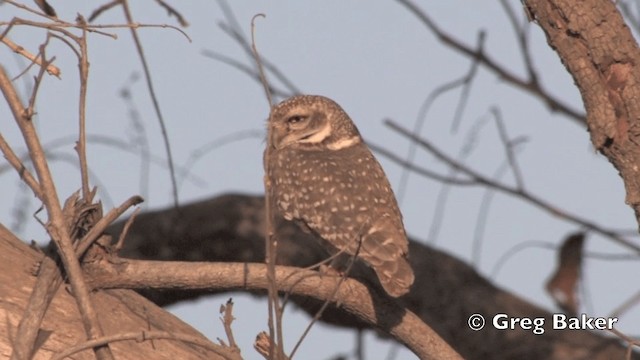 Spotted Owlet - ML201798971