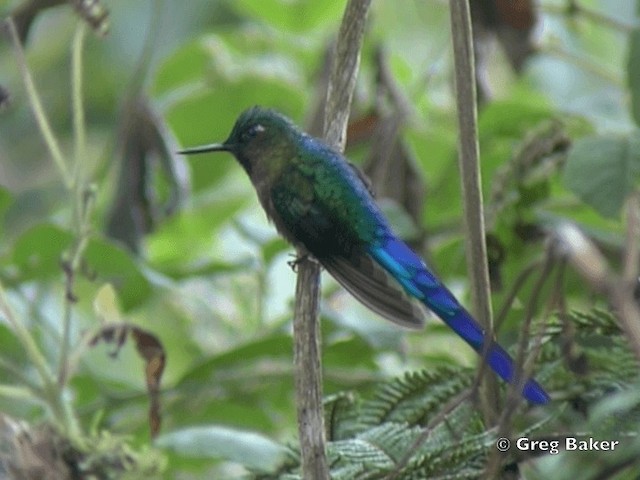 Violet-tailed Sylph - ML201799051