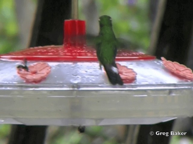 kolibřík skvrnoocasý - ML201799161