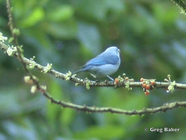Blue-gray Tanager (Blue-gray) - ML201799231