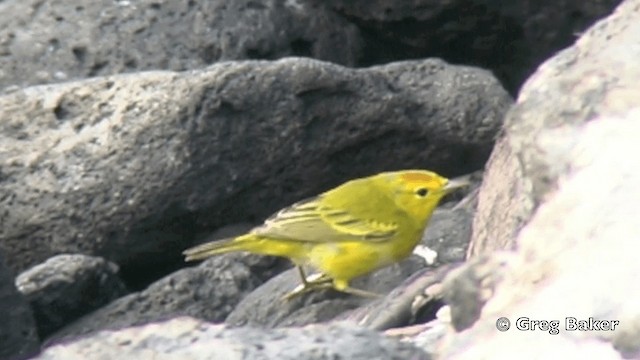Yellow Warbler (Galapagos) - ML201799411