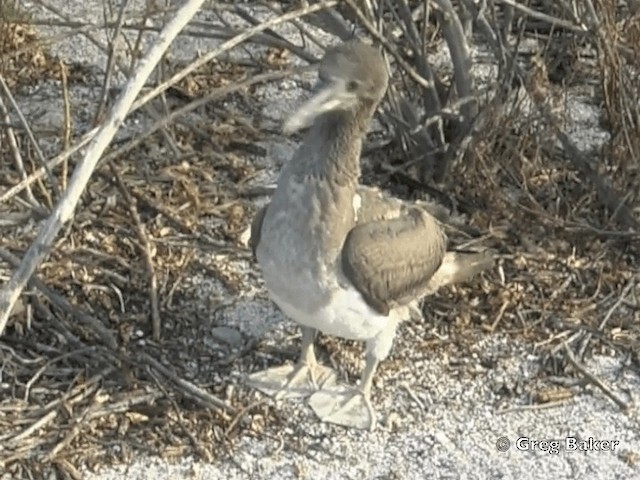 Blue-footed Booby - ML201799421
