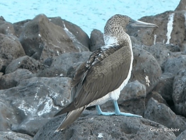 Blue-footed Booby - ML201799441