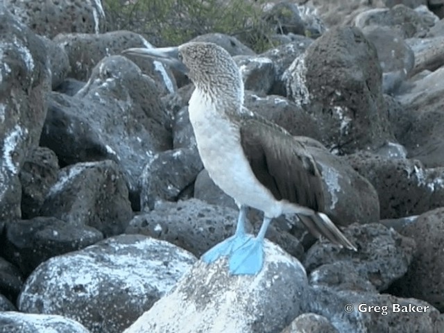 Blue-footed Booby - ML201799451