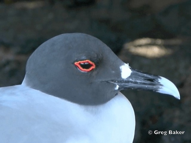Swallow-tailed Gull - ML201799771