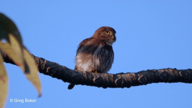 Ferruginous Pygmy-Owl (Ferruginous) - ML201799861