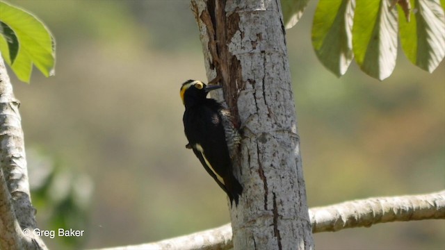 Yellow-tufted Woodpecker - ML201799941