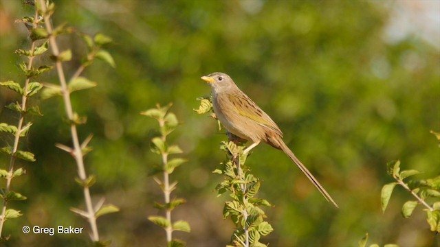 Wedge-tailed Grass-Finch - ML201800001