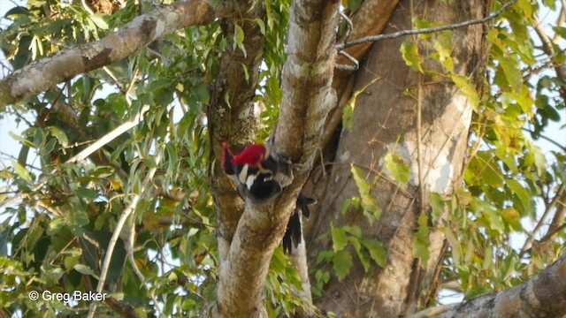 Crimson-crested Woodpecker - ML201800031