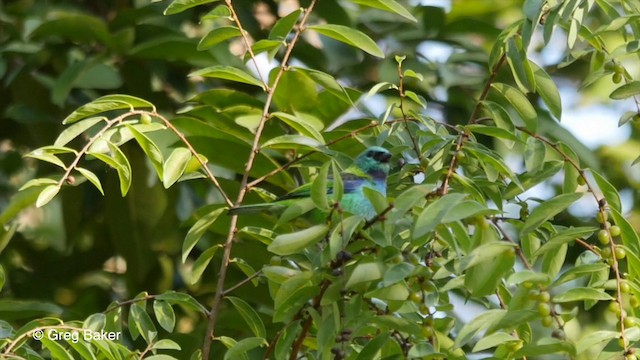 Green-headed Tanager - ML201800061