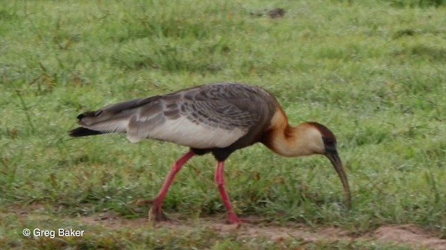 ibis bělokřídlý - ML201800161