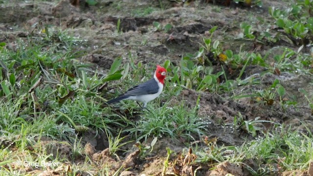 Red-crested Cardinal - ML201800181