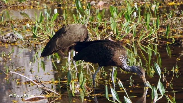 Limpkin (Brown-backed) - ML201800451