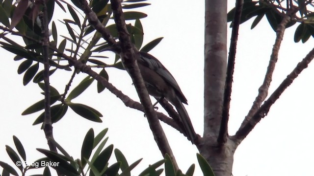 New Caledonian Friarbird - ML201800701