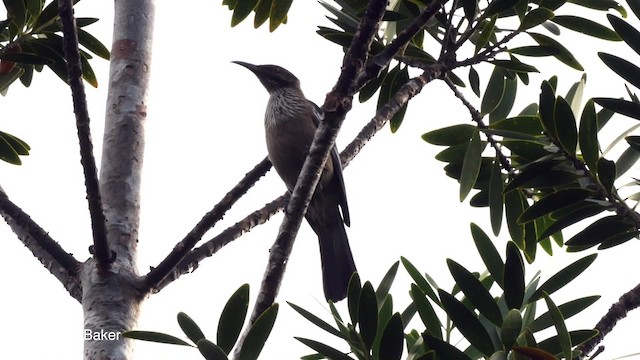 New Caledonian Friarbird - ML201800711