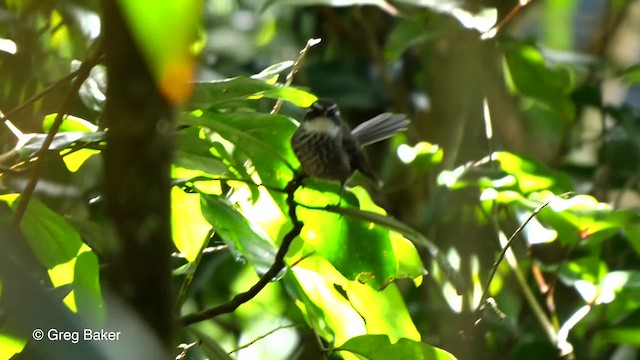 New Caledonian Streaked Fantail - ML201800821