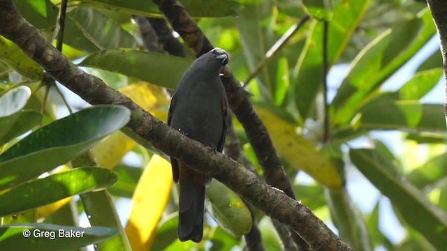 New Caledonian Cuckooshrike - ML201800831