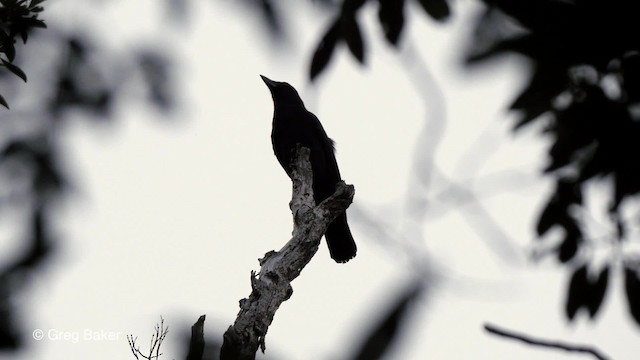 Новокаледонская ворона - ML201800931