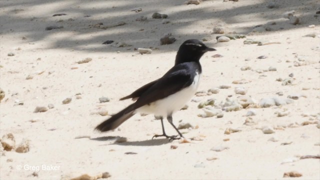 Willie-wagtail - ML201801071