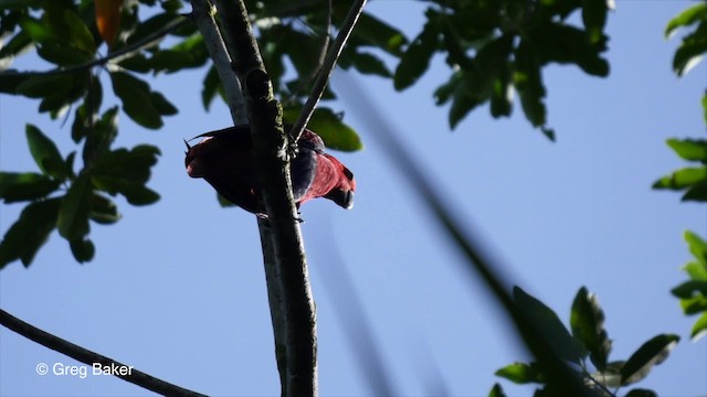 Papua Eklektus Papağanı - ML201801111