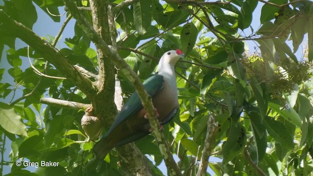 Краснорогий плодовый голубь (rufigula) - ML201801131