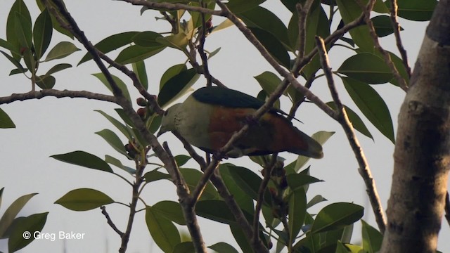 Silver-capped Fruit-Dove - ML201801151