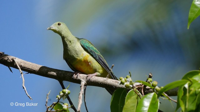 Silver-capped Fruit-Dove - ML201801161