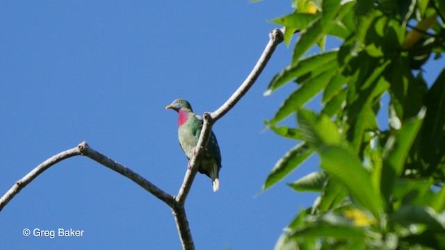 Claret-breasted Fruit-Dove - ML201801281