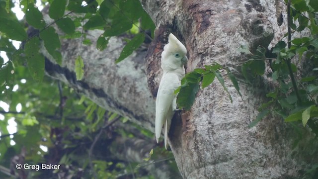  - Ducorps's Cockatoo