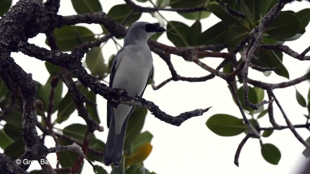 White-bellied Cuckooshrike - ML201801411