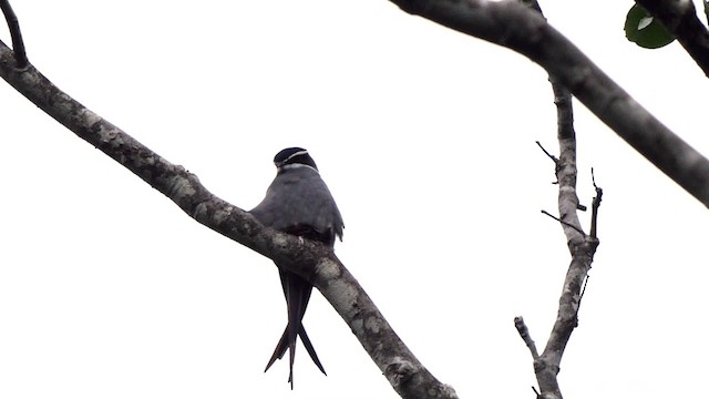 Moustached Treeswift - ML201801431