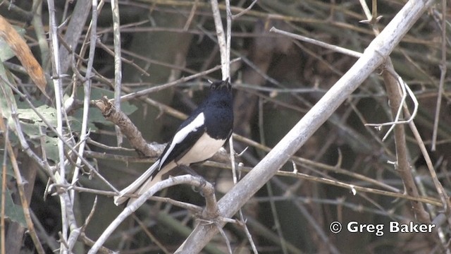 Oriental Magpie-Robin (Oriental) - ML201801511