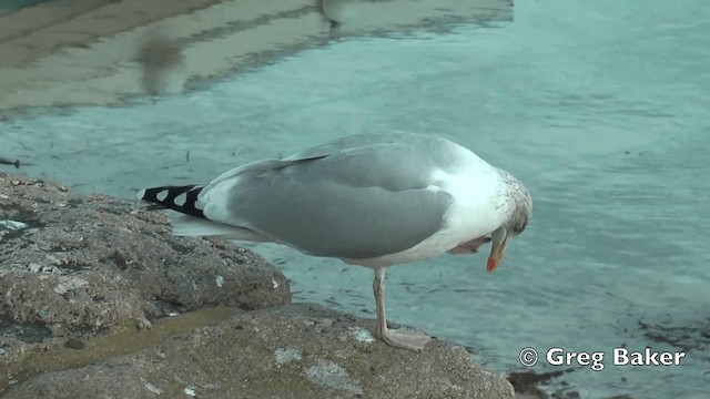 Herring Gull (European) - ML201801851