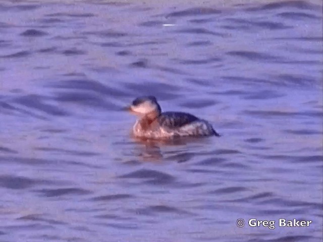 Red-necked Grebe - ML201801991