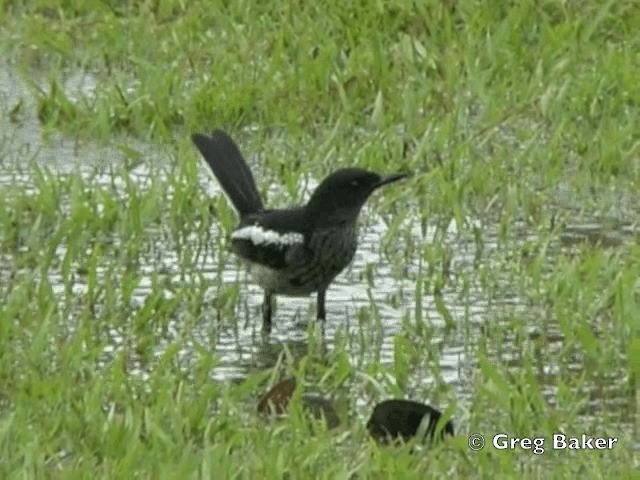 Oriental Magpie-Robin (Black) - ML201802011