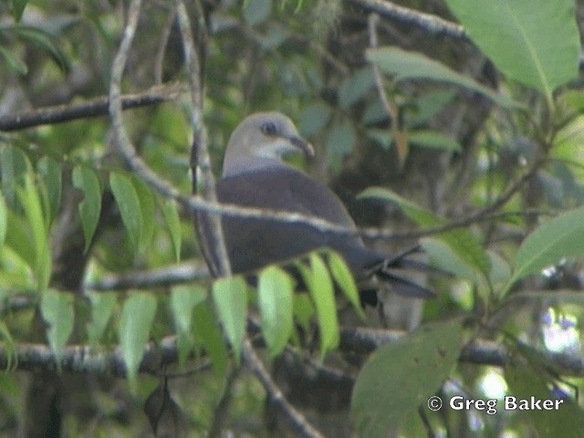 Mountain Imperial-Pigeon - ML201802131