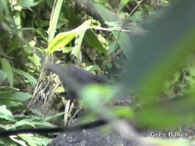 Борнейская синяя птица - ML201802211