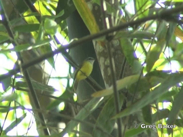 Yellow-bellied Warbler - ML201802281