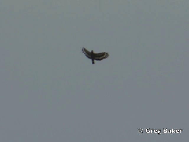 Crested Serpent-Eagle (Crested) - ML201802331