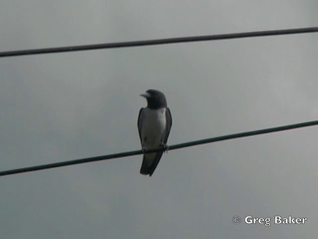 White-breasted Woodswallow - ML201802341