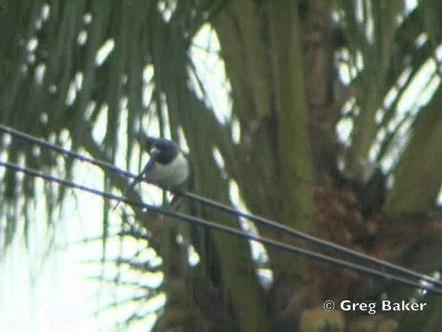 White-breasted Woodswallow - ML201802351
