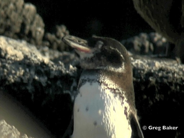 Manchot des Galapagos - ML201802491