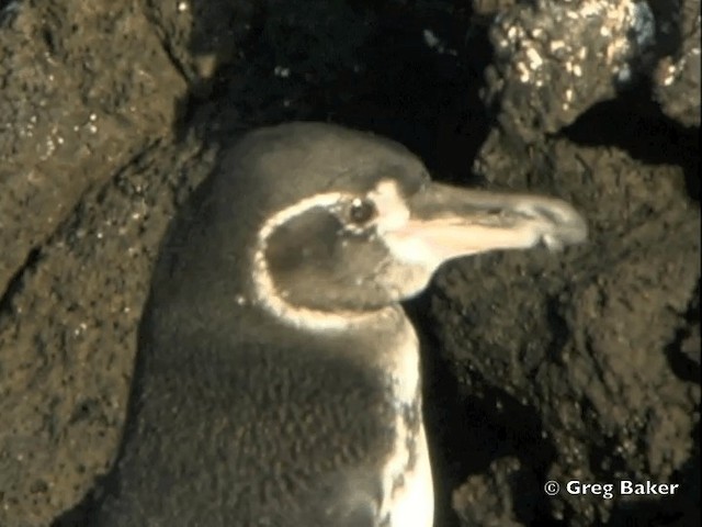Galapagos Pengueni - ML201802501