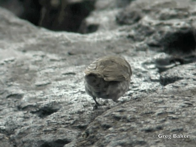 Малый галапагосский вьюрок - ML201802541