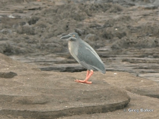 Striated Heron (Galapagos) - ML201802561