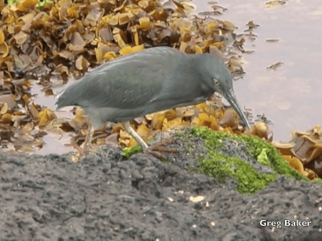Striated Heron (Galapagos) - ML201802581