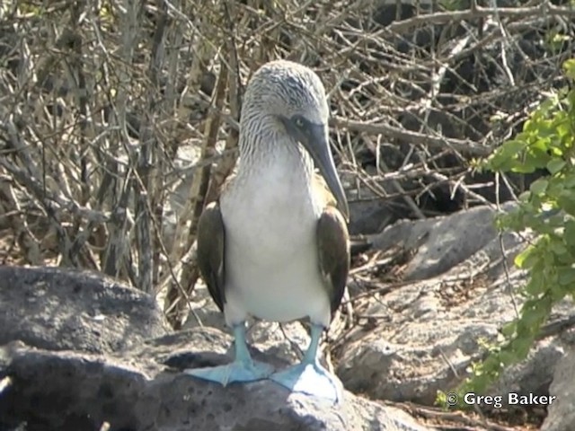 Blue-footed Booby - ML201802811